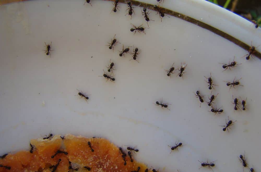 Ants don’t exhaust their food supply1