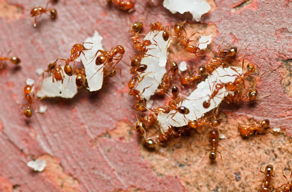 Ants, fire ants and harvest ants 1