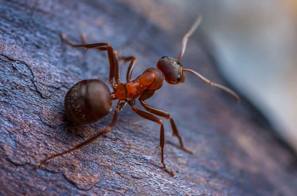 Ants1