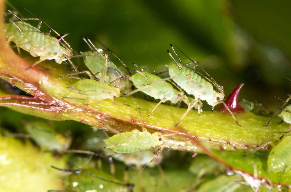 Aphids1