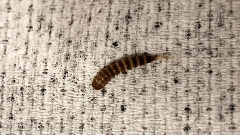 Are Bed Worms Harmful 1