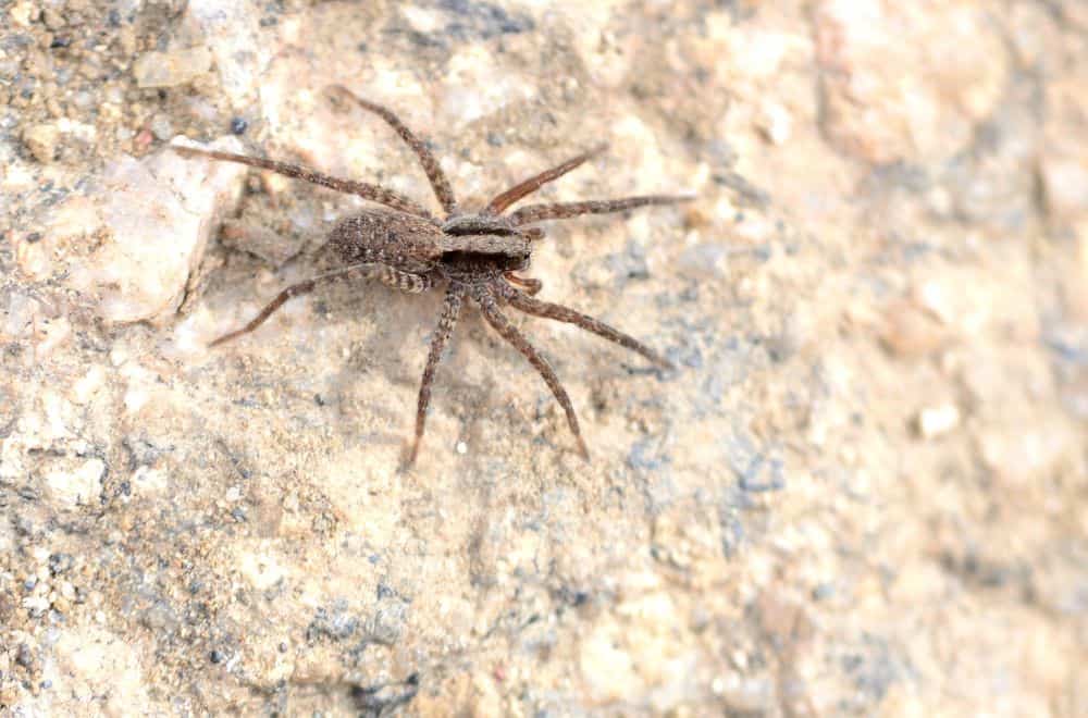 Are wolf spiders dangerous 1