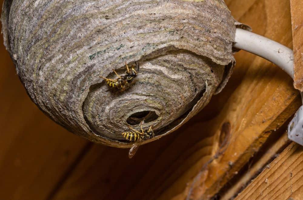 Best Ways to Eliminate Wasps and Their Nests in the Loft1