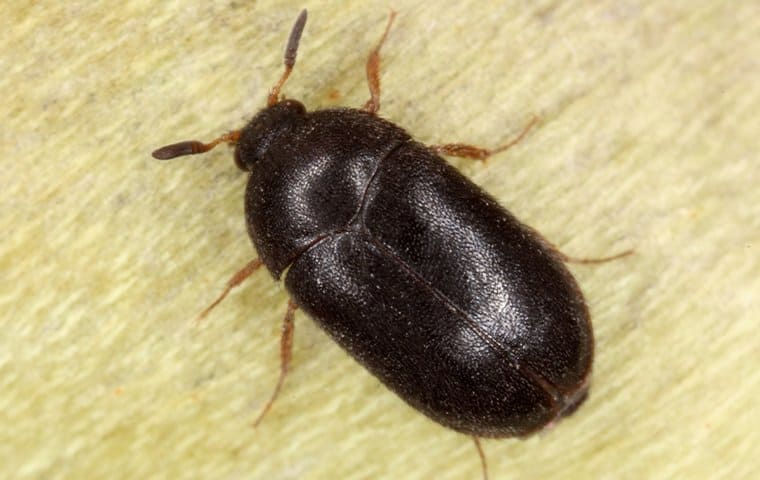 Black Carpet beetles 1