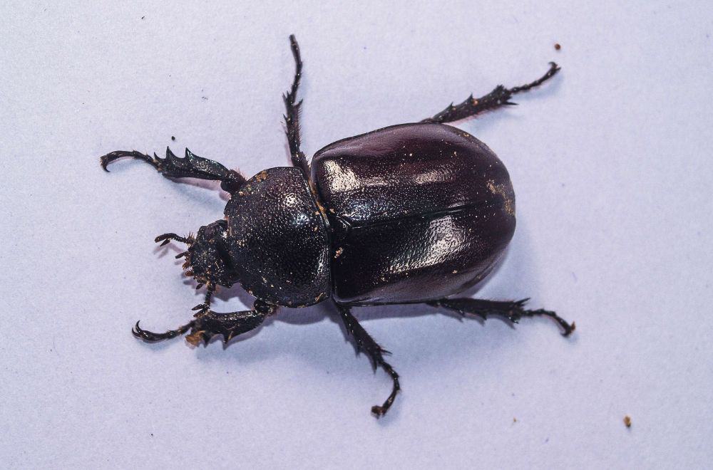 Black carpet beetles1
