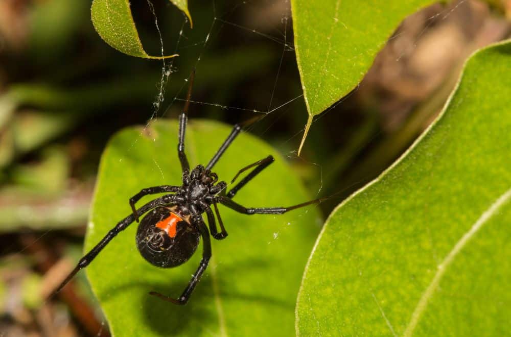 Black widow spiders1