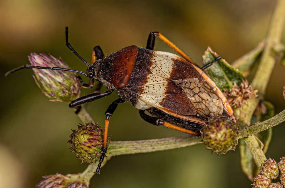 Bordered plant bugs 1