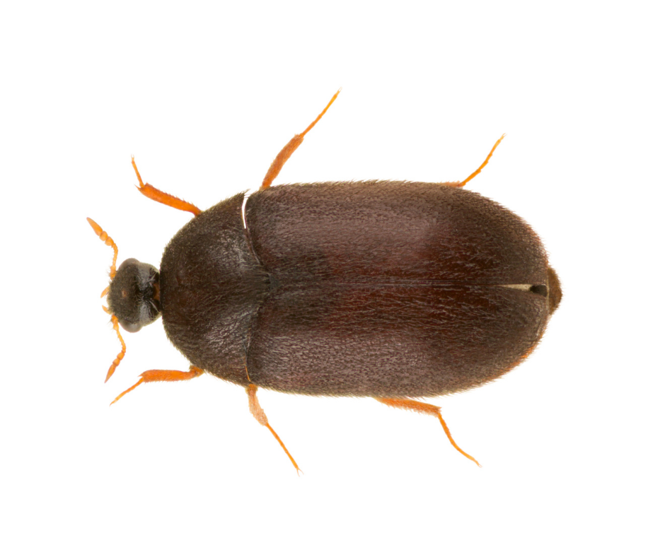 Brown Carpet beetles 1