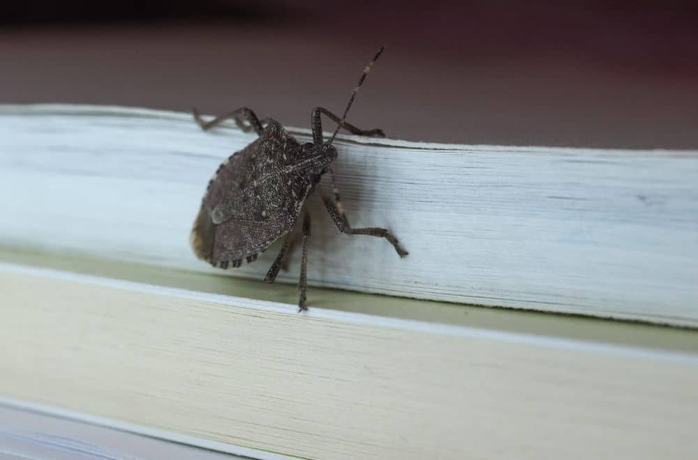 Brown marmorated stink bugs 1
