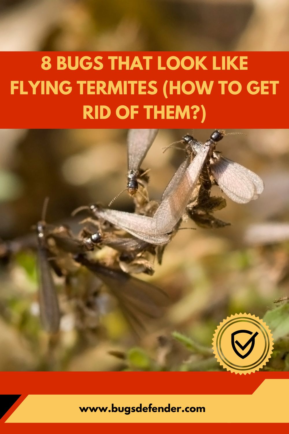 Bugs That Look Like Flying Termites pin1