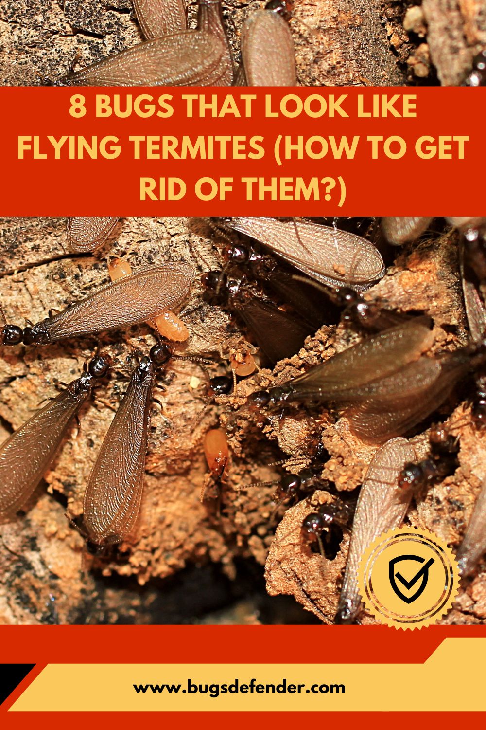 Bugs That Look Like Flying Termites pin2