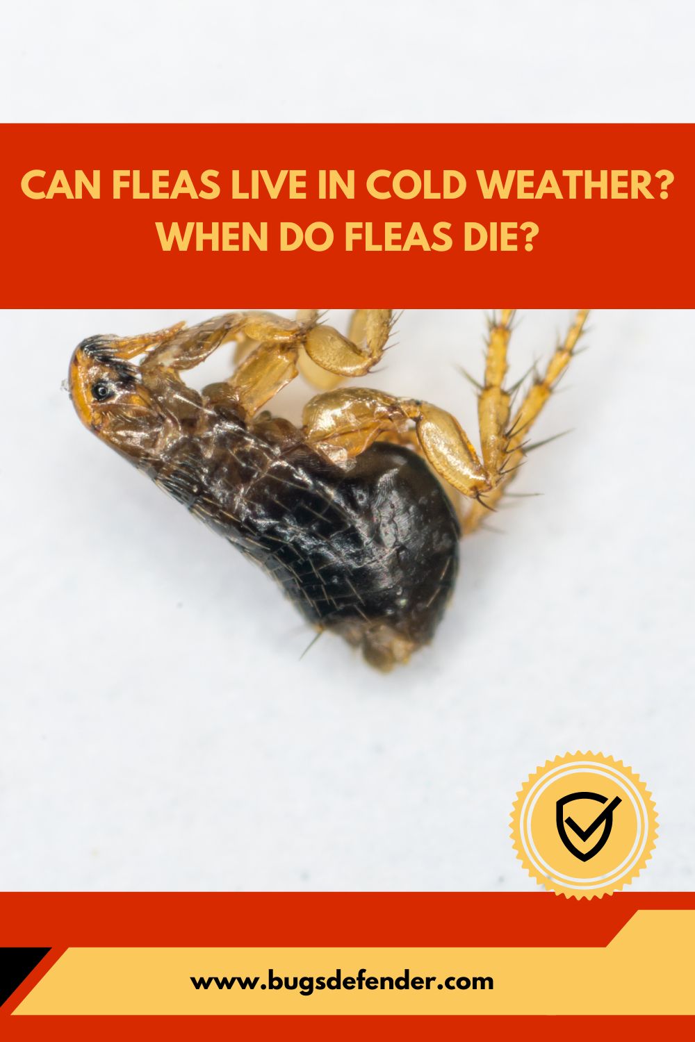 Can Fleas Live in Cold Weather pin1