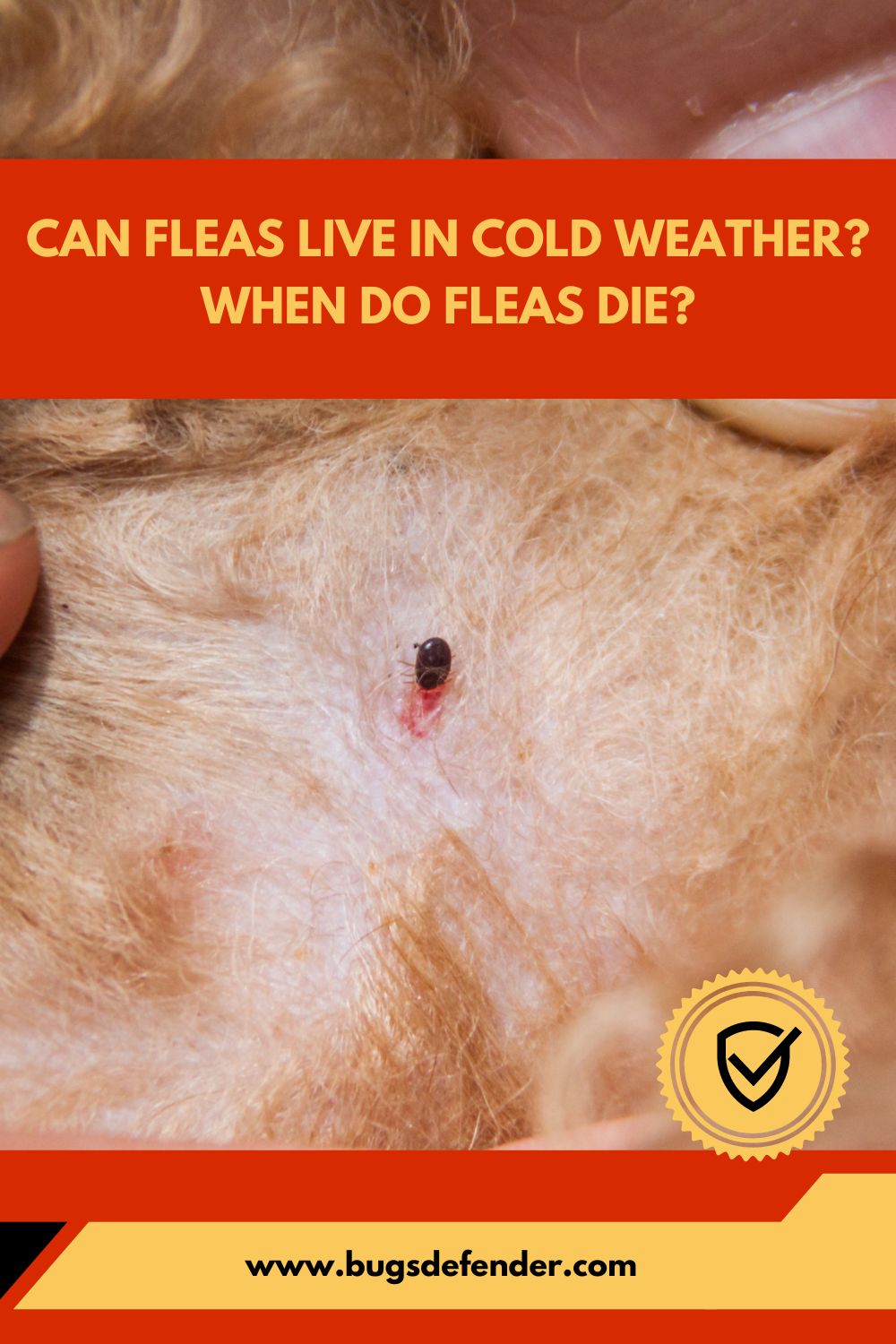 Can Fleas Live in Cold Weather pin2