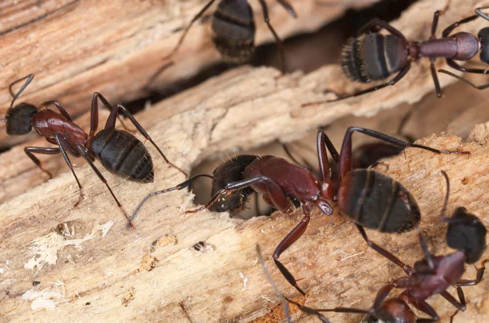 Carpenter ants1