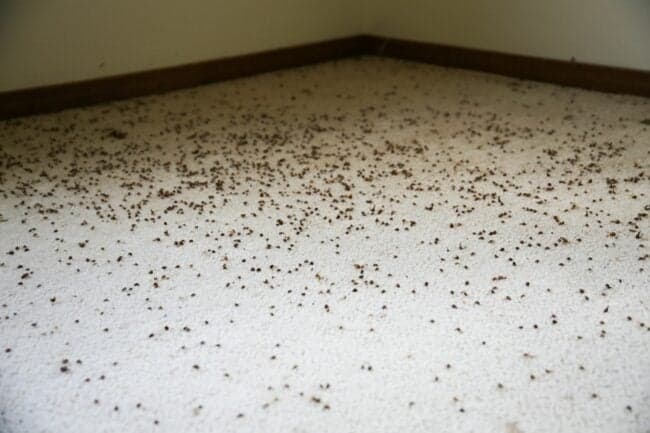 Carpet Beetles Infestation Signs 1