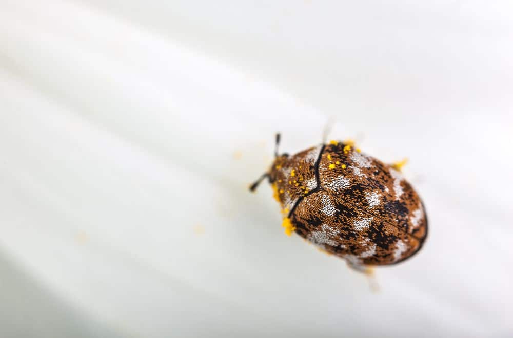 Carpet beetles 1