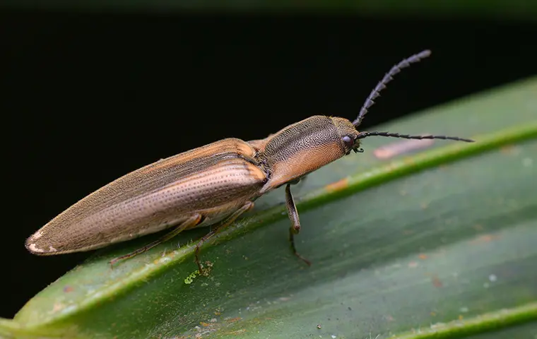 Click Beetles1