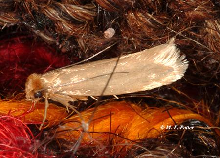 Clothes-Moth-Larvae1
