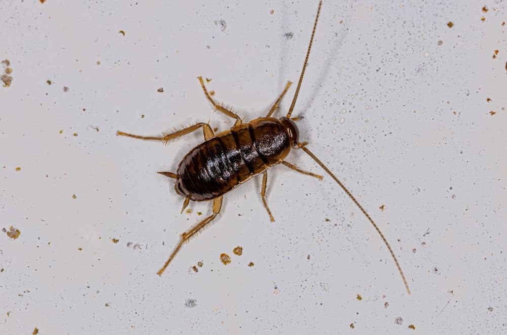 Cockroach nymphs 1
