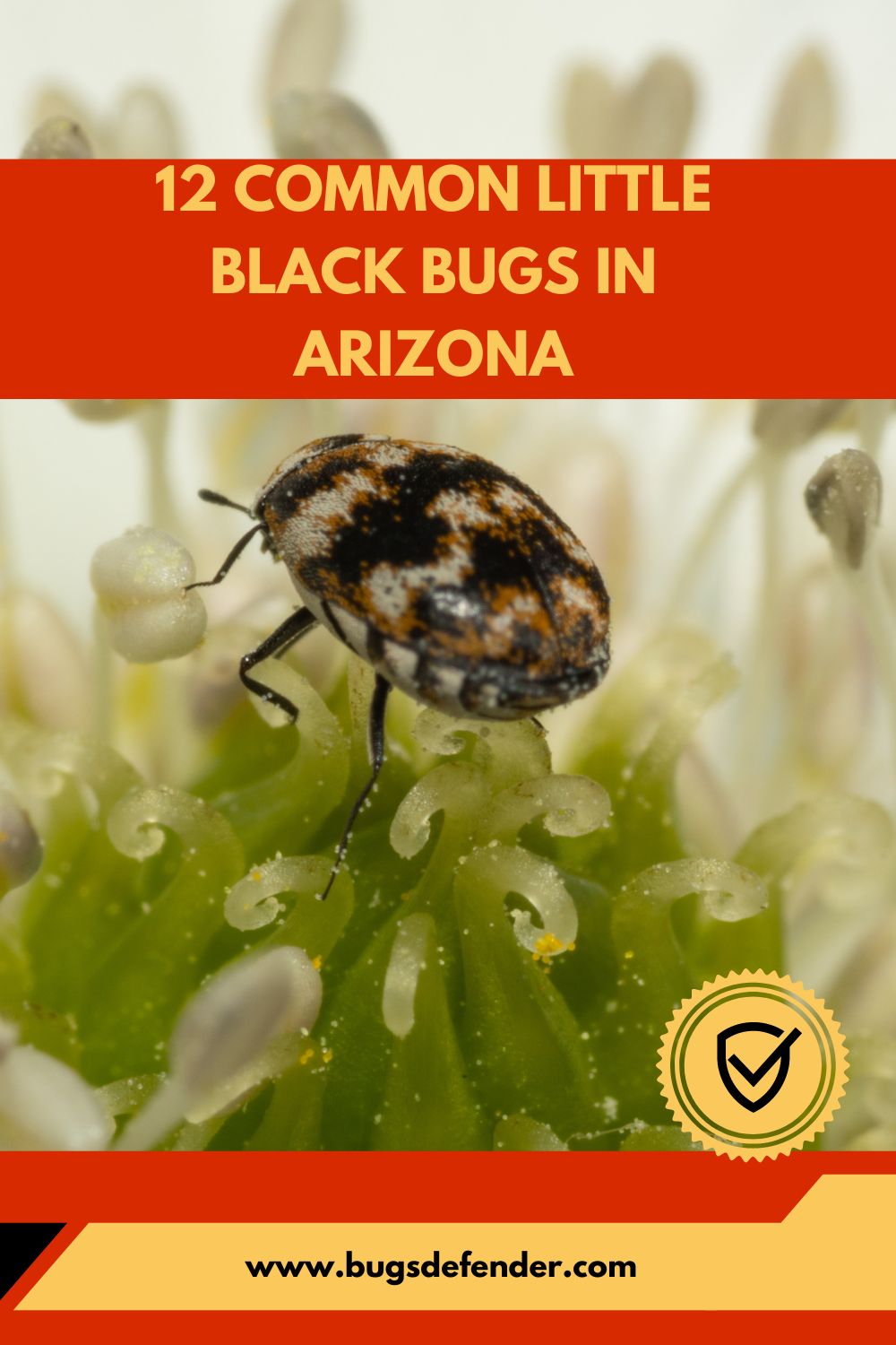 Common Little Black Bugs in Arizona pin1