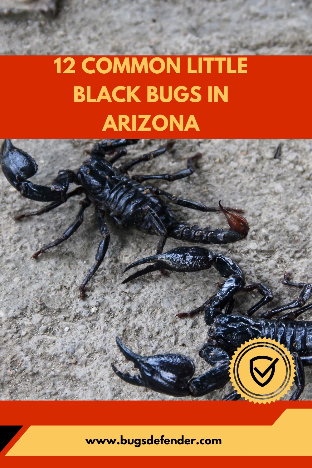 Common Little Black Bugs in Arizona pin2