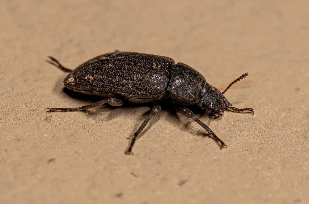 Darkling Beetles1