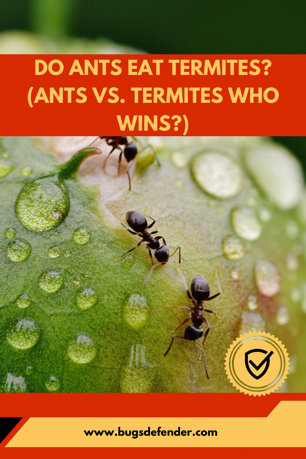 Do Ants Eat Termites? (Ants Vs. Termites Who Wins?) pin1