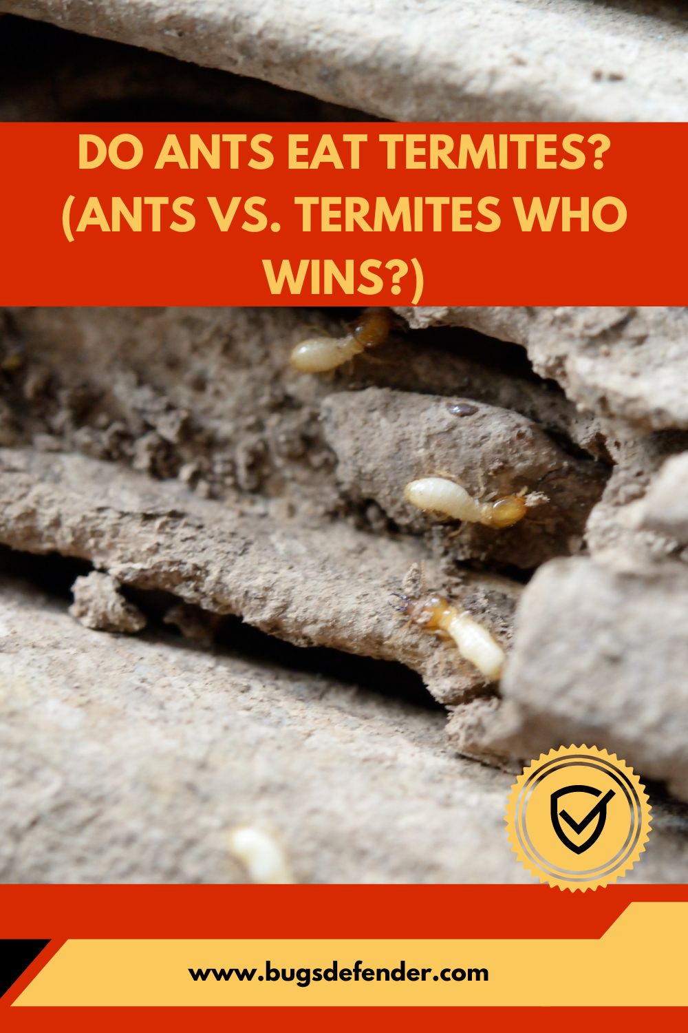 Do Ants Eat Termites? (Ants Vs. Termites Who Wins?) pin2