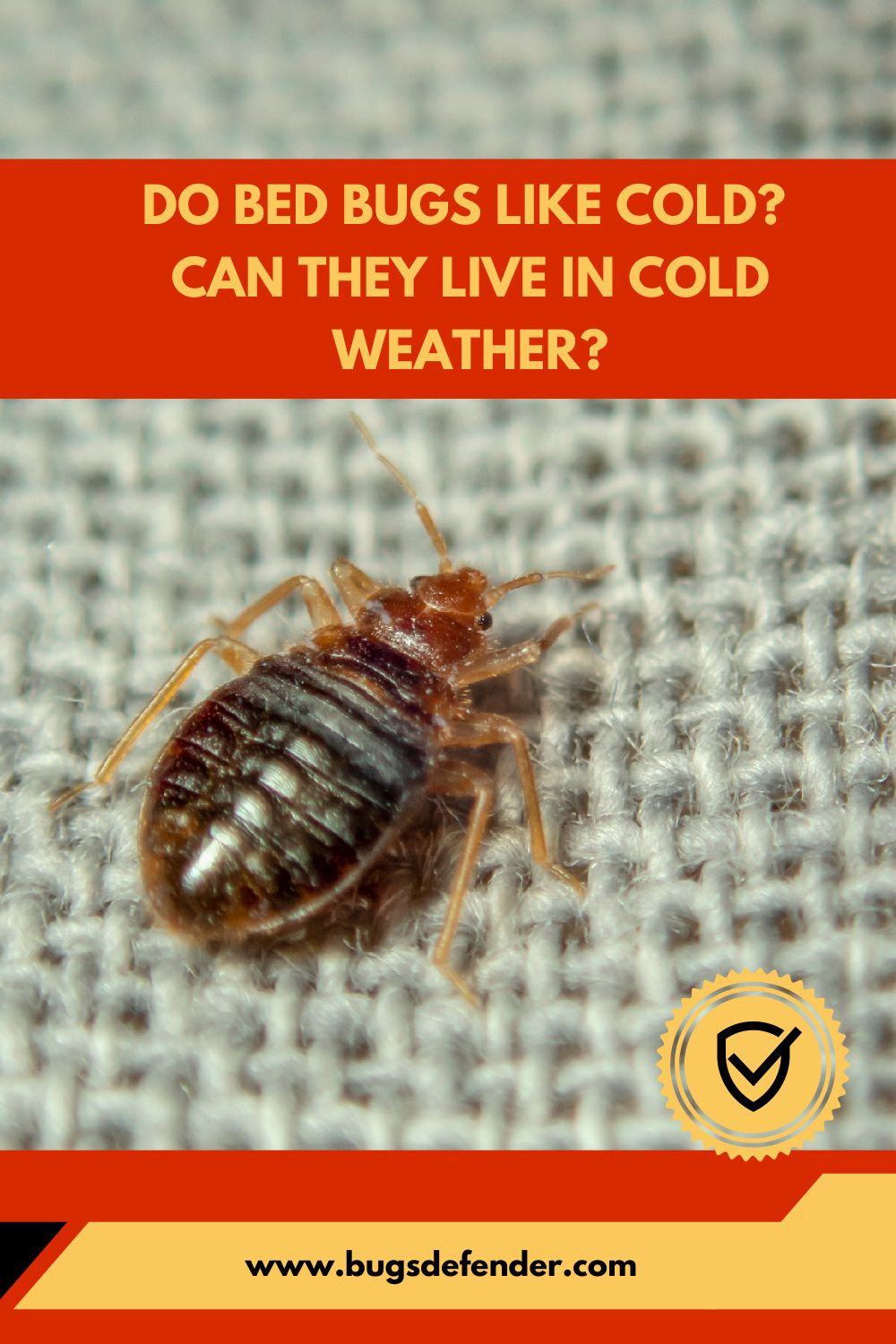 Do Bed Bugs Like Cold pin2