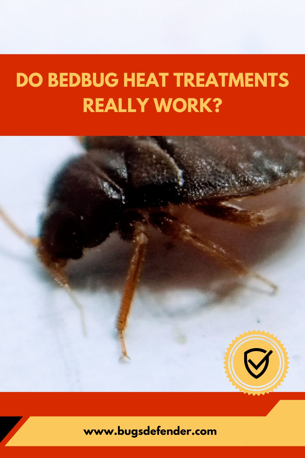 Do Bedbug Heat Treatments Really Work pin1