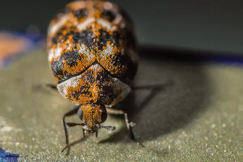 Do Carpet Beetles Bite 1