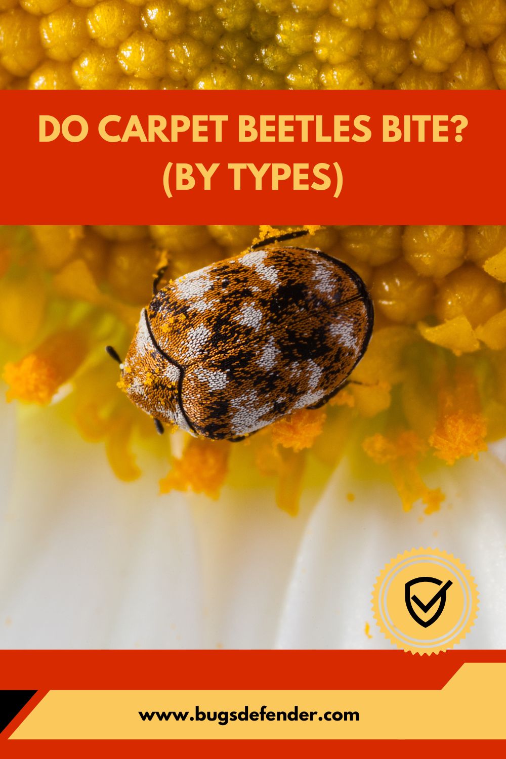 Do Carpet Beetles Bite? (by Types) pin 1