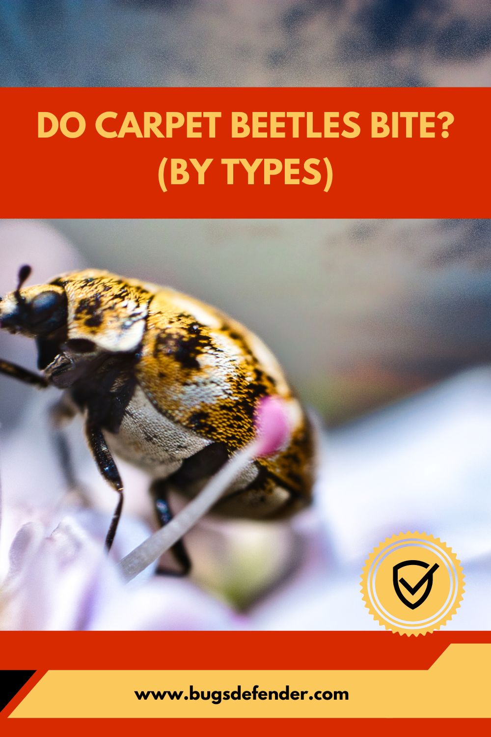 Do Carpet Beetles Bite? (by Types) pin 2
