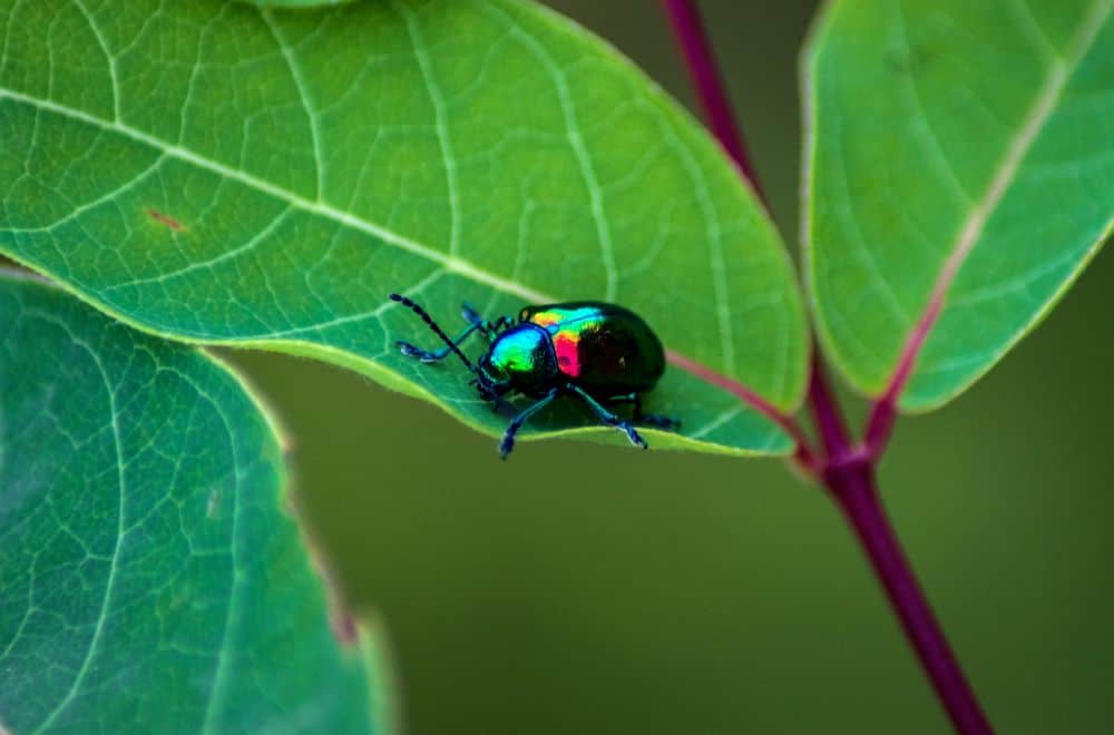 Dogbane leaf beetles1