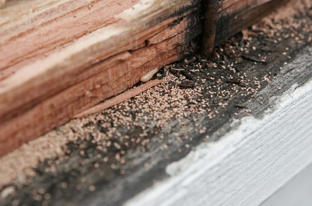 Drywood termites1