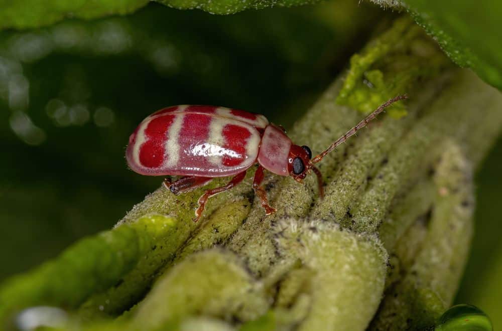 Flea-Beetles1
