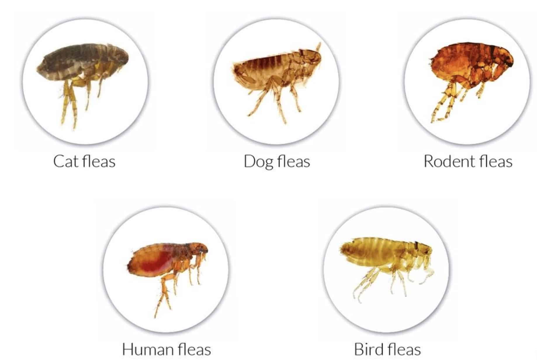 Flea Types Possibly Present In Your Bed 1