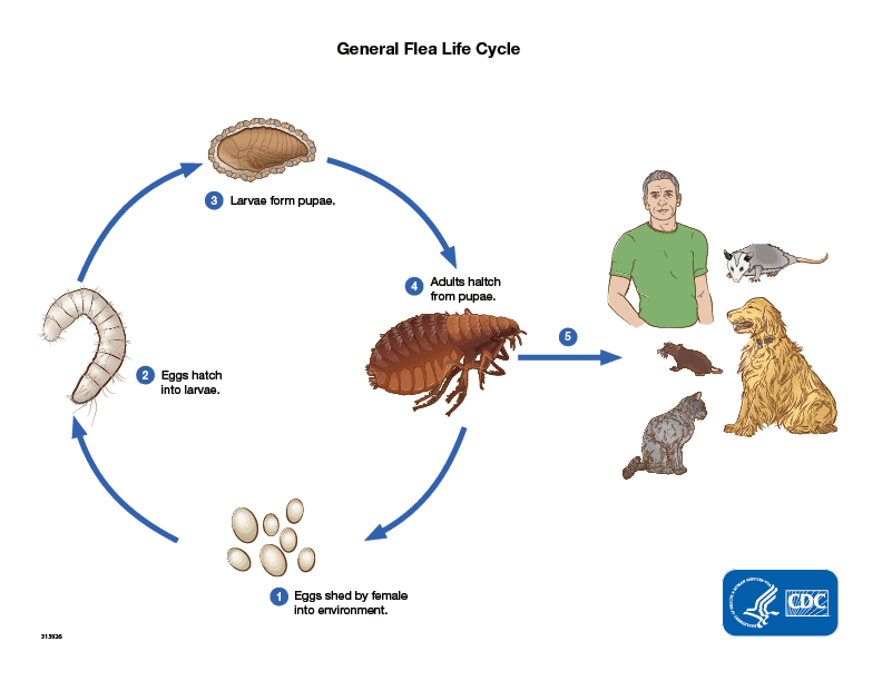 Fleas and the flea lifecycle 1