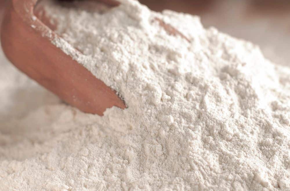 Flour mites1