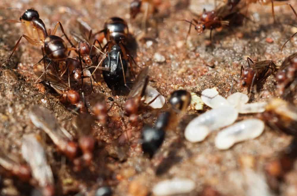 Flying ants1