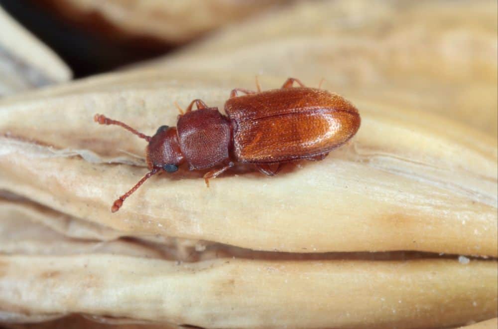 Foreign-grain-beetles-Plaster-house-bugs1