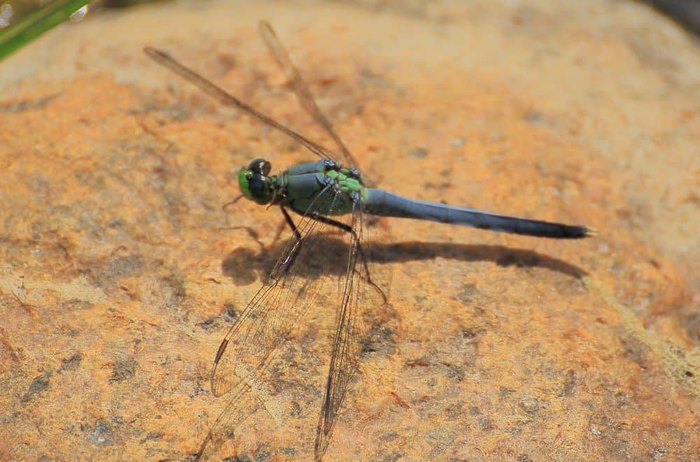 Green darner dragonfly1