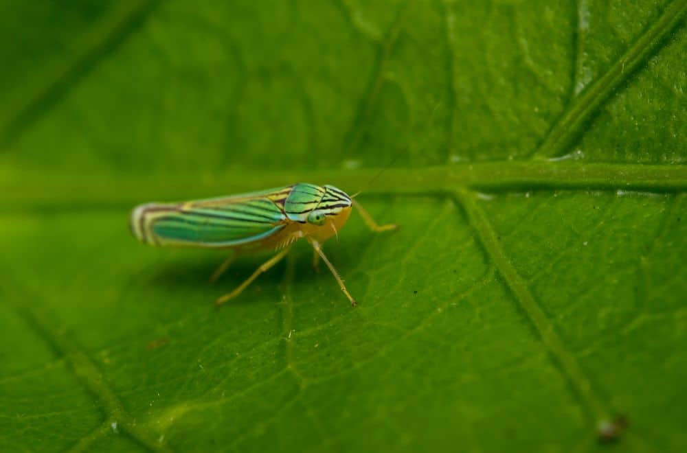 Green leafhoppers1