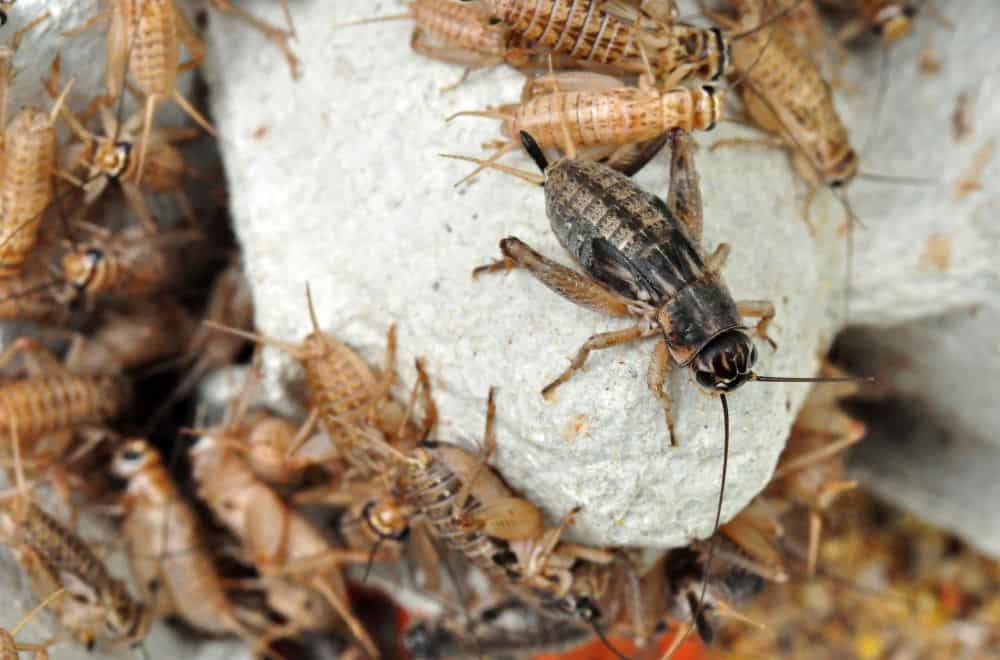 House-crickets-–-an-introduction1