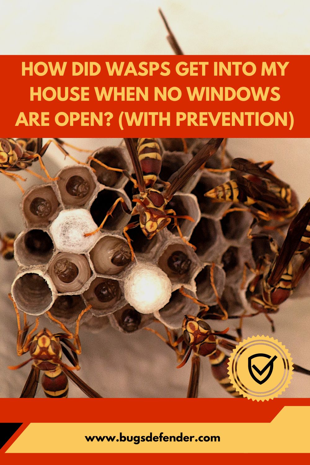 How Did Wasps Get Into My House When No Windows Are Open pin2