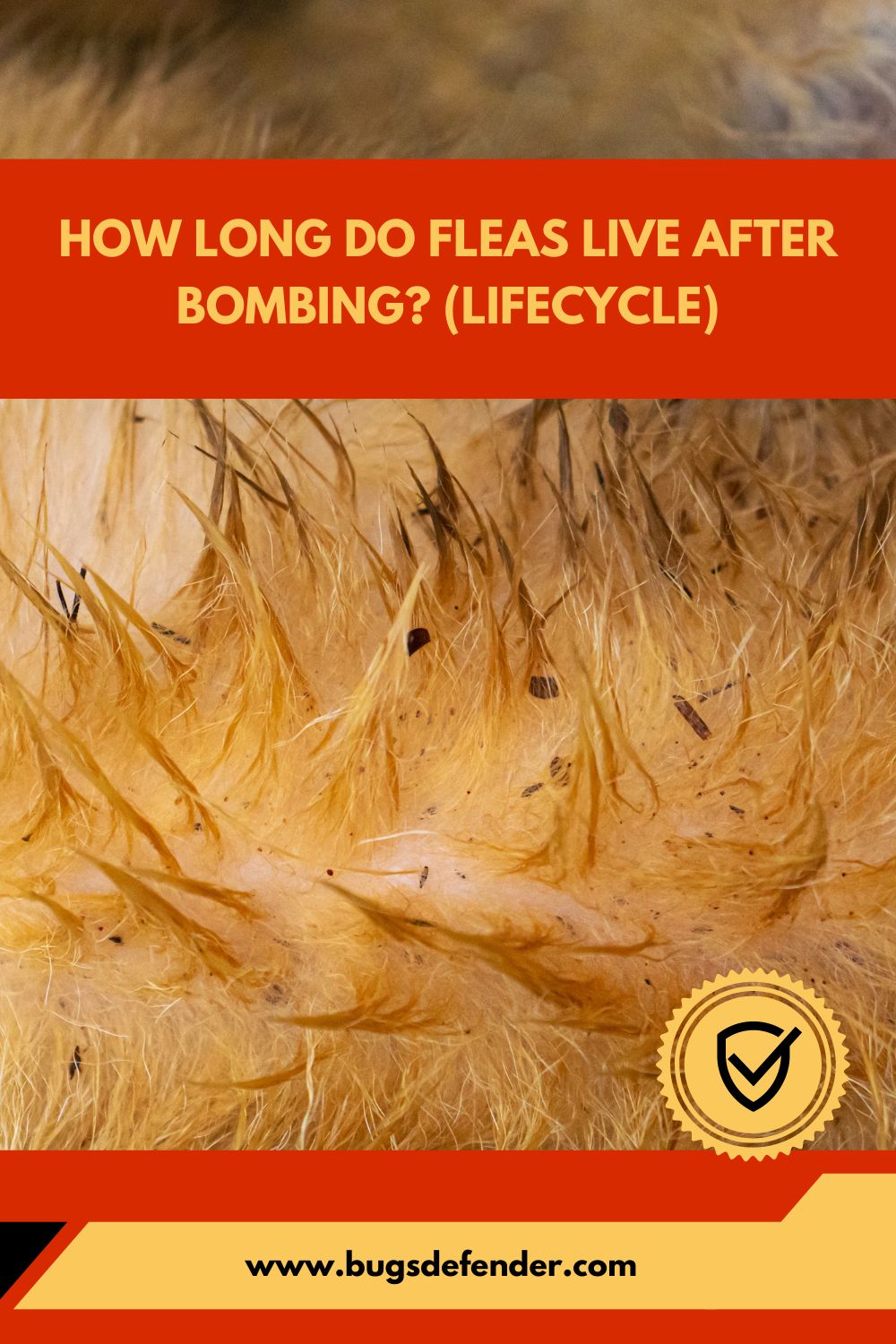 How Long Do Fleas Live After Bombing pin1