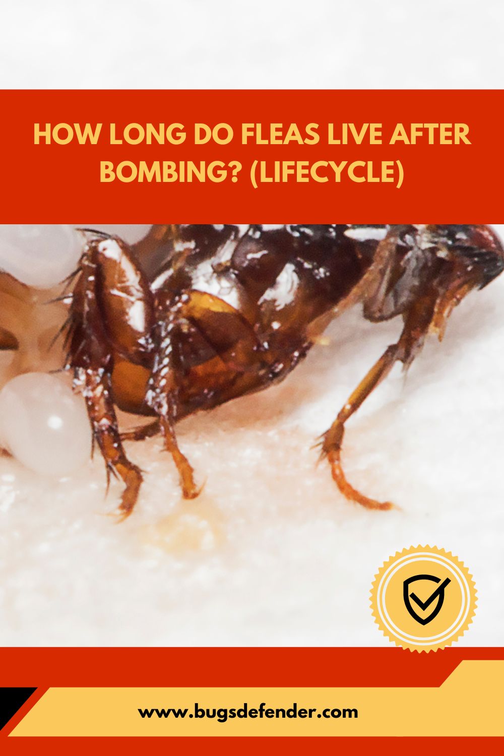 How Long Do Fleas Live After Bombing pin2