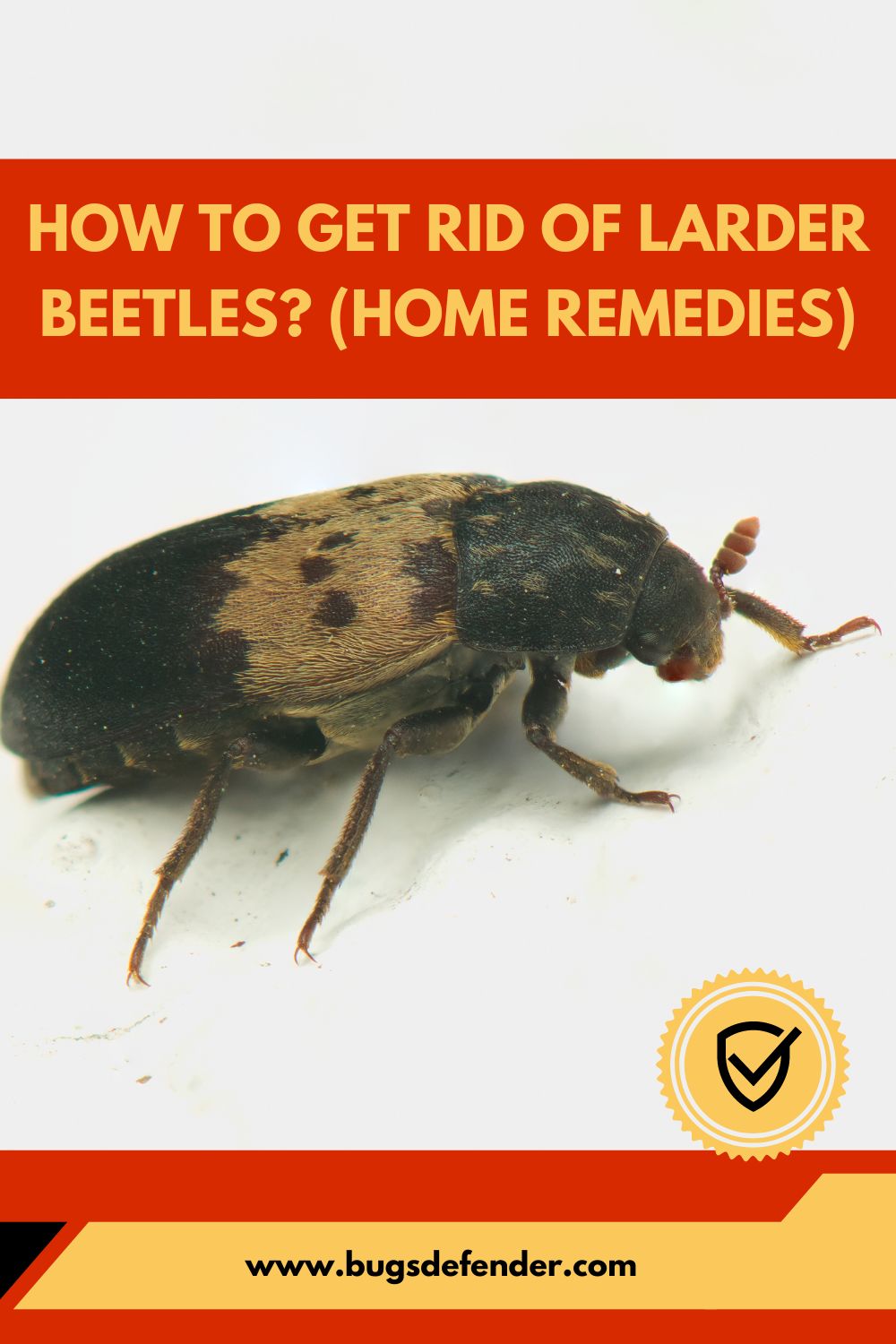 How To Get Rid Of Larder Beetles? (Home Remedies) pin 1