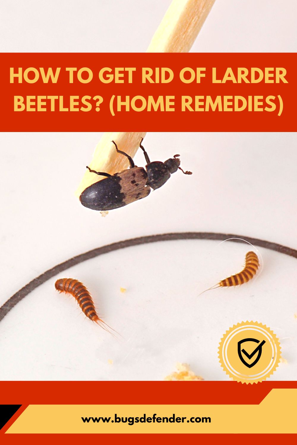 How To Get Rid Of Larder Beetles? (Home Remedies) pin 2