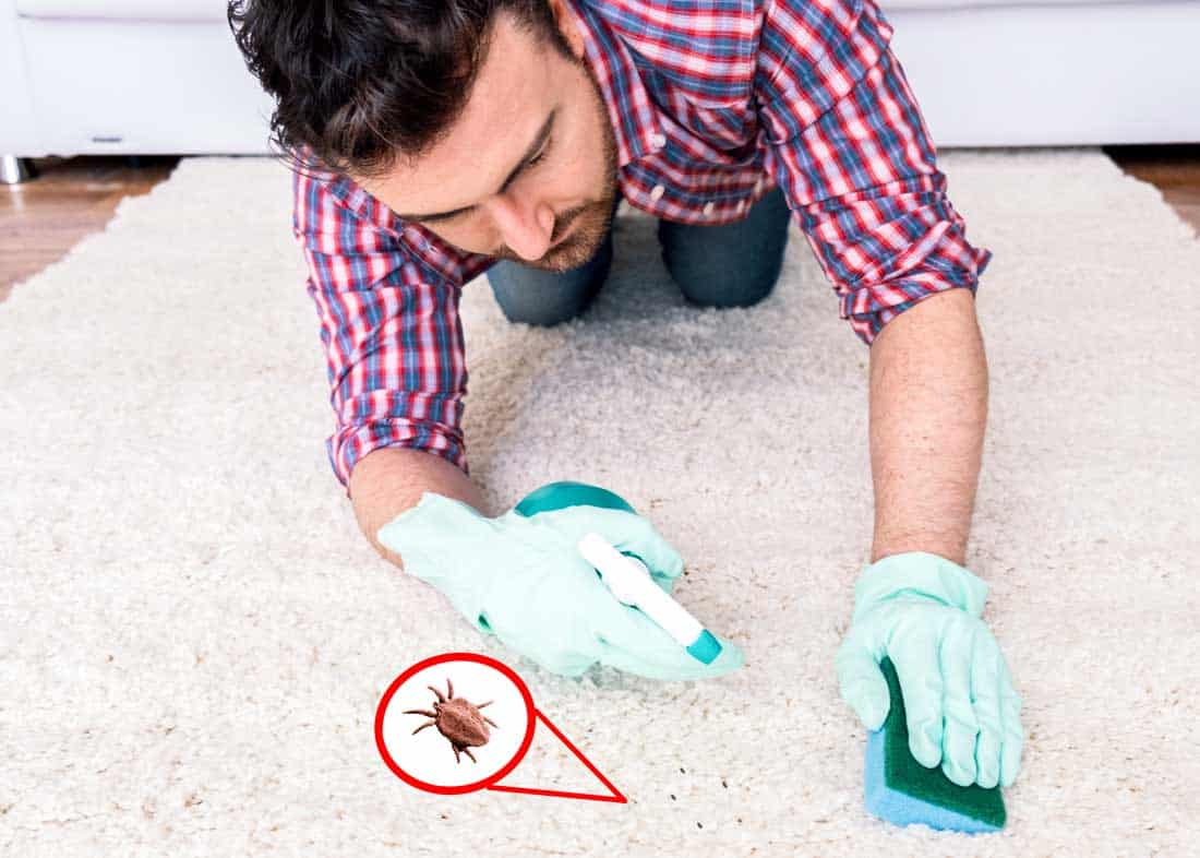 How To Get Rid of Chiggers In The House1